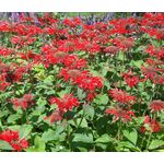 Bee Balm Scarlet Red Shades Seeds - Monarda Didyma