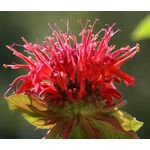 Bee Balm Scarlet Red Shades Seeds - Monarda Didyma 2