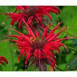 Bee Balm Scarlet Red Shades Seeds - Monarda Didyma 3