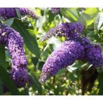 Butterfly Bush Violet Seeds - Buddleia Davidii