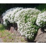 Candytuft Evergreen White Seeds - Iberis Sempervirens