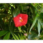 Cardinal Climber Seeds - Ipomoea x Multifida