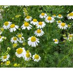 Chamomile German Seeds - Matricaria Recutita 3