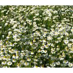 Chamomile German Seeds - Matricaria Recutita 2