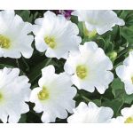 Chilean Bellflower White Seeds - Nolana Paradoxa
