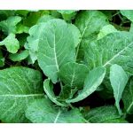 Collards Georgia Seeds - Brassica Oleracea