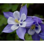 Columbine Blue Star Seeds - Aquilegia Caerulea