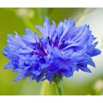 Cornflower Blue Dwarf Seeds - Centaurea Cyanus