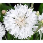 Cornflower White Dwarf Seeds - Centaurea Cyanus