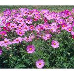 Cosmos Blush Seeds - Cosmos Bipinnatus