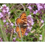 Creeping Thyme Seeds - Thymus Serpyllum 3