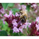 Creeping Thyme Seeds - Thymus Serpyllum 4