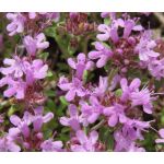 Creeping Thyme Seeds - Thymus Serpyllum 2
