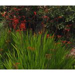 Crocosmia Zigzag Seeds - Crocosmia Paniculata Hybrida 2