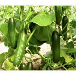 Cucumber Beit Alpha Seeds - Cucumis Sativus