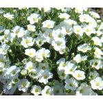 Cup Flower White Robe Seeds - Nierembergia Hippomanica