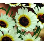 Daisy Painted Polar Star Seeds - Chrysanthemum Carinatum