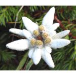 Edelweiss Seeds - Leontopodium Alpinum 2
