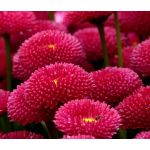 English Daisy Red Seeds - Bellis Perennis Super Enorma
