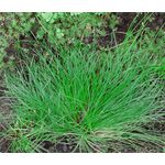 Fiber Optic Grass Seeds -  Isolepis Cernua
