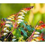 Firecracker Vine Seeds - Ipomoea Lobata 2