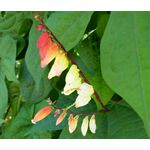Firecracker Vine Seeds - Ipomoea Lobata 3