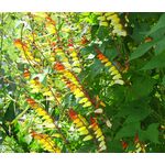 Firecracker Vine Seeds - Ipomoea Lobata