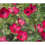 Flax Scarlet Seeds - Linum Grandiflorum Rubrum