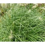 Fountain Grass Seeds - Pennisetum Alopecuroides 2