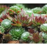 Houseleek Seeds - Sempervivum Hybridum