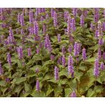 Hyssop Lavender Licorice Mint Bulk Seeds - Agastache Foeniculum