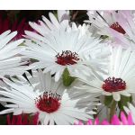 Ice Plant Gelato White Seeds - Dorotheanthus Bellidiformis