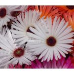 Ice Plant Gelato White Seeds - Dorotheanthus Bellidiformis 2