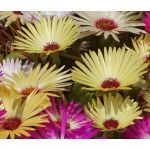 Ice Plant Gelato Yellow Seeds - Dorotheanthus Bellidiformis 2