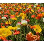Iceland Poppy Seeds - Papaver Nudicaule