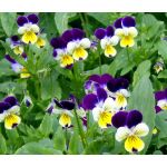 Johnny Jump Up Bulk Seeds - Viola Tricolor