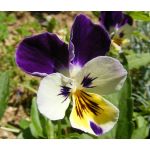 Johnny Jump Up Viola Tricolor Seeds