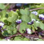 Kenilworth Ivy Seeds - Cymbalaria Muralis