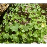 Kenilworth Ivy Seeds - Cymbalaria Muralis