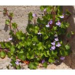 Kenilworth Ivy Seeds - Cymbalaria Muralis