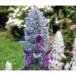 Lamb's Ear Seeds - Stachys Byzantina Lanata