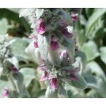 Lamb's Ear Seeds - Stachys Byzantina Lanata