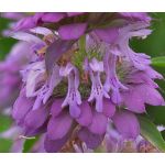 Lemon Mint Monarda Citriodora Seeds