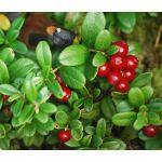 Vaccinium Vitis-idaea seeds