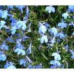 Lobelia Blue Carpet Seeds - Lobelia Erinus