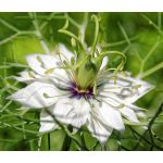 Love In a Mist Jewels Mix Nigella Damascena Seeds