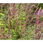 Melic Siberian Red Spire Seeds - Melica Altissima Atropurpurea