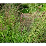 Melic Siberian Red Spire Seeds - Melica Altissima Atropurpurea 2