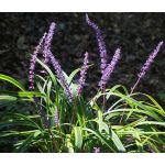 Blue Lilituft Seeds - Liriope Muscari