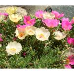 Moss Rose Mix Seeds - Portulaca Grandiflora